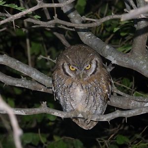 Tropical Screech Owl (Megascops choliba)