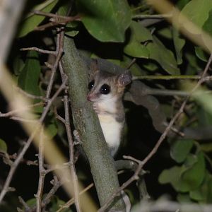 Chaco Fat-tailed Opossum (Thyllamys pusillus)