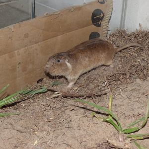 Pilar Tuco-tuco (Ctenomys pilarensis)