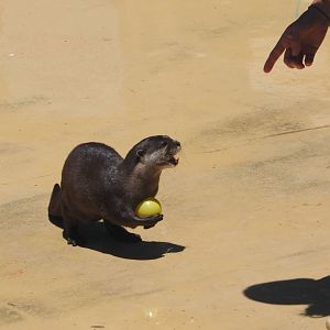 Asian small-clawed otter in show