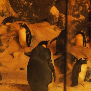 Emperor, gentoo, and Adélie penguins