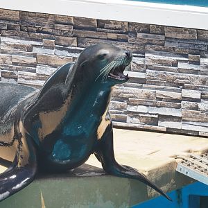 California sea lion "Seymour"