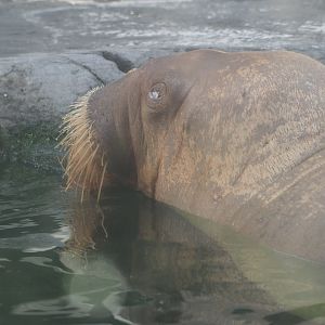 Pacific walrus