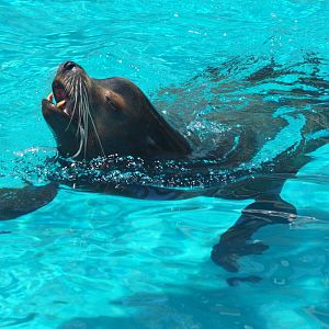 California sea lion "Clyde"