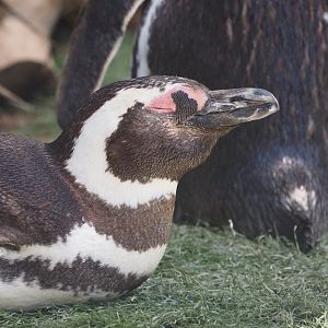 Magellanic penguins
