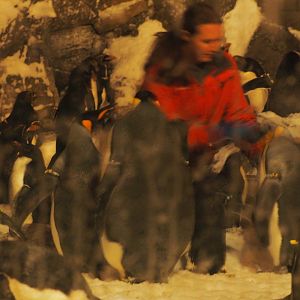 Penguins with keeper