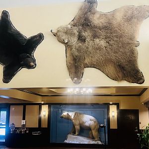 Three Bears Alaska - Anchorage Lakefront Hotel