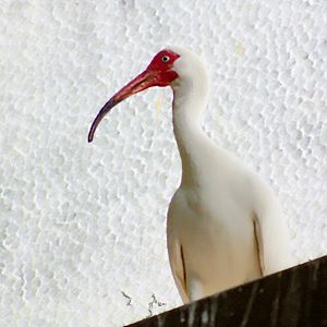 (American) White Ibis [May 25, 2022]