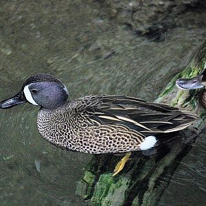 Blue-winged Teal [May 25, 2022]