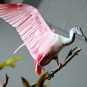 Roseate Spoonbill [May 25, 2022]