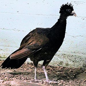 Female Great Curassow [May 25, 2022]