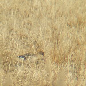 Tundra bean goose - Anser serrirostris rossicus