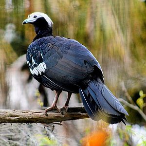 Blue-throated Piping-guan [May 25, 2022]