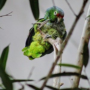 Salvin's Red-lored Amazon Parrot [May 25, 2022]