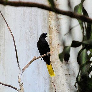 Crested Oropendola [February 16, 2022]