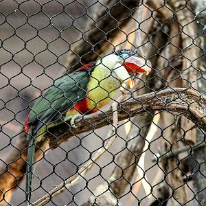 Curl-crested Araçari [February 16, 2022]