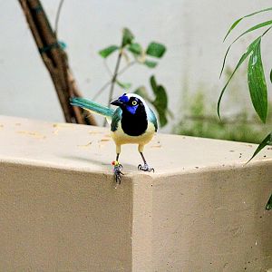 Inca Jay [February 16, 2022]