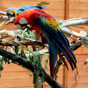 Central American Scarlet Macaw [May 26, 2022]