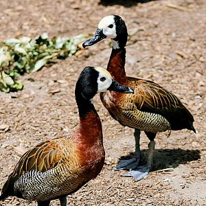 Resident White-faced Whistling-ducks [May 26, 2022]