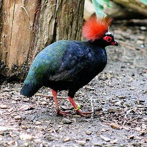 One of the Male Crested (Wood) Partridges [May 26, 2022]