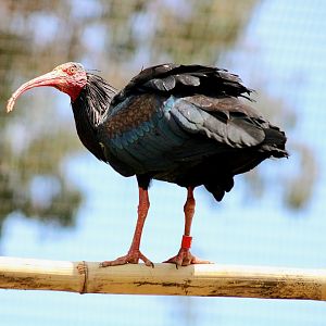 One of the Northern bald (Waldrapp) Ibises [May 26, 2022]