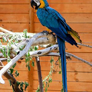 One of the Resident Blue and Gold Macaws