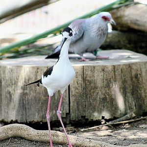 Black-necked Stilt with One of Many of the Speckled Pigeons [May 26, 2022]