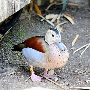 Resident Ringed Teal Drake [May 26, 2022]