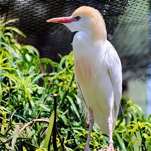 Resident Western Cattle Egret [May 26, 2022]
