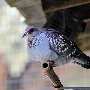 Another Speckled Pigeon [May 26, 2022]