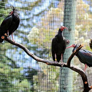 All Three Northern Bald (Waldrapp) Ibises [May 26, 2022]