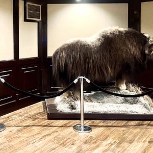 Lakefront Hotel Anchorage - Muskox