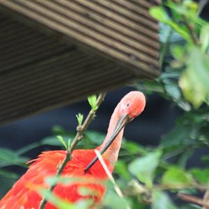 Scarlet Ibis