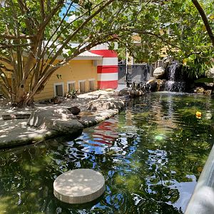 Penguin Beach- African Penguins
