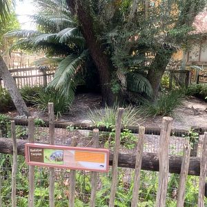 Safari Africa- Radiated Tortoise Exhibit