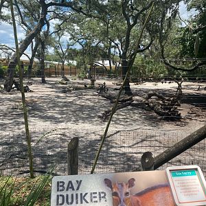 Safari Africa- Lowland Nyla and Bay Duiker Exhibit