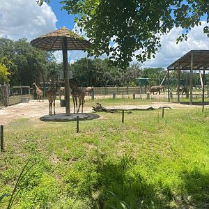 Safari Africa- Masai Giraffe Exhibit