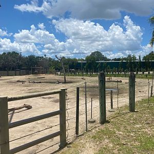 Safari Africa- African Elephant and Impala Exhibit