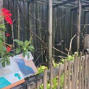 Safari Africa- Silvery-cheeked Hornbill Exhibit