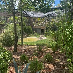 Safari Africa- Shoebill Exhibit