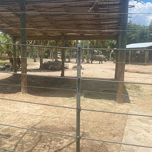 Safari Africa- White Rhinoceros Exhibit