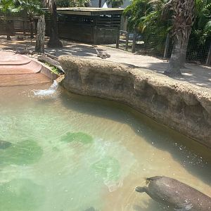Safari Africa- Pygmy Hippo Exhibit