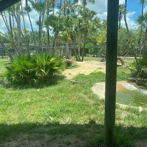 Safari Africa- Painted Dog Exhibit