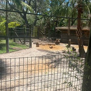 Safari Africa- Red River Hog Exhibit
