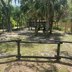 Safari Africa- Okapi Exhibit