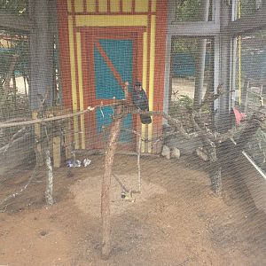 Wallaroo Station- Palm Cockatoo Exhibit