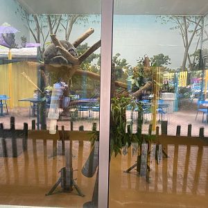 Wallaroo Station- Koala Indoor Exhibit