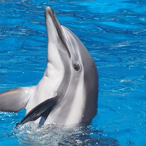 Bottlenose/common dolphin hybrid "Bullet"