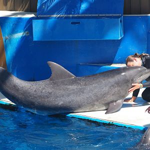 Bottlenose dolphin with trainer