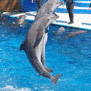 Bottlenose dolphins jumping